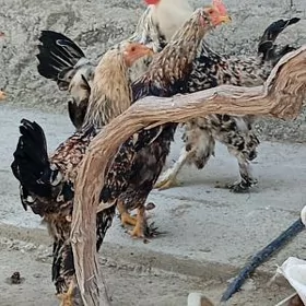 Balgar Horoz