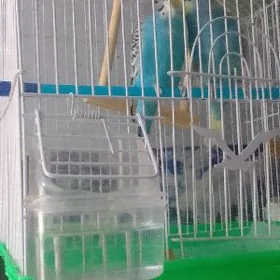 птицы