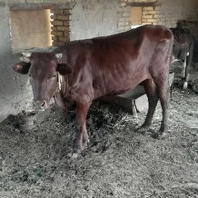 bakylan gulajyn