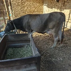 saglyk sygyr
