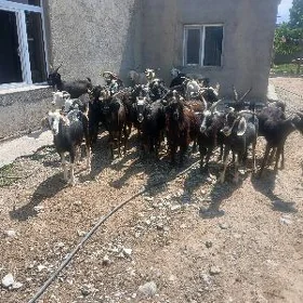 Gysyr geci
