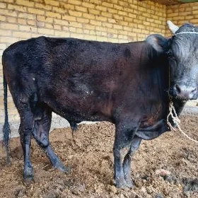 Öküz