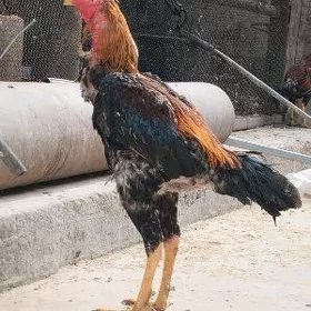 baysok