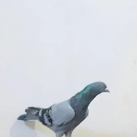 kepderi
