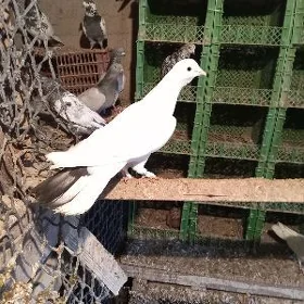kepderi