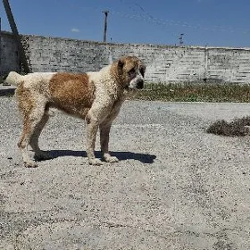it