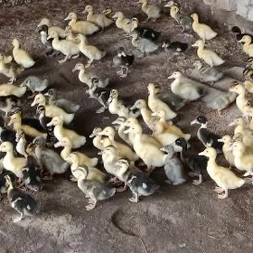 ýaşylbaş ördek jüýje