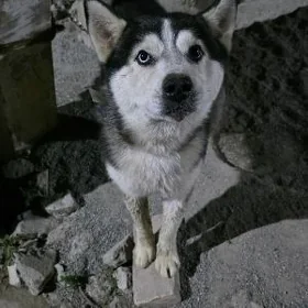 Хаски Haski