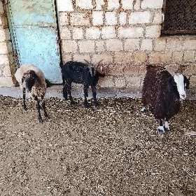 geci