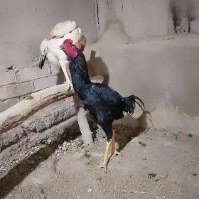 хораз