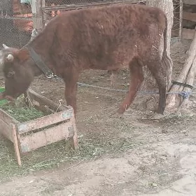 öküz