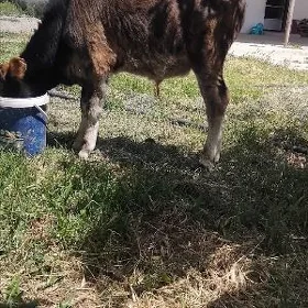 okuzce