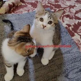 котики