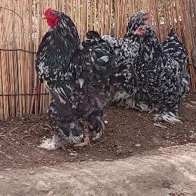 brama ýumurtga