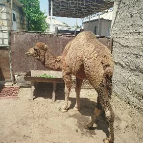 Ogşyk