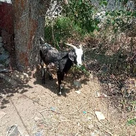 dog erkeç