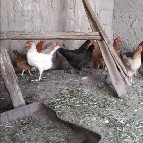 towuklar