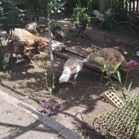 induk Owgan paroda