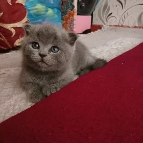 котята