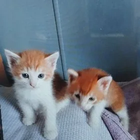 волшебные котики