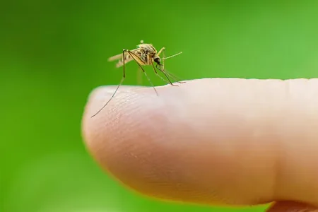Почему комары кусают не всех? Объясняет аллерголог