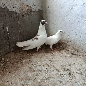 kepderi.