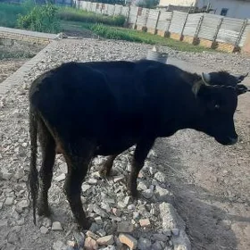 bakyda duran ökūzçeler