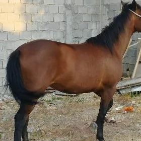 At Baytal