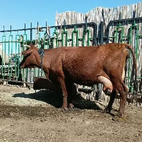 goleli