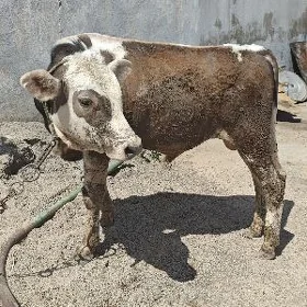 Ala Gibirit öküz