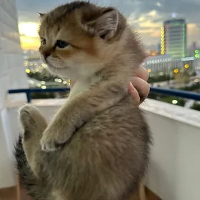 шотландская вислоухая шыншылла