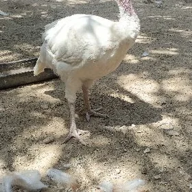 bik 6 gigant induk juje
