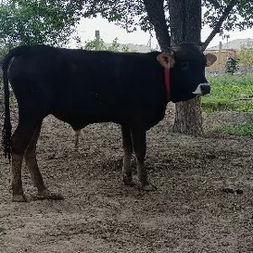 ÖKÜZ