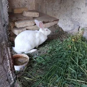 towşan