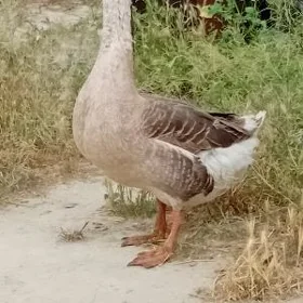 erkek gus abmen