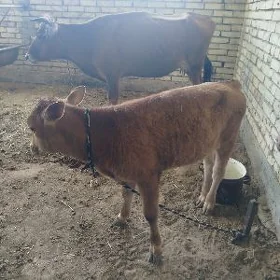 Göleli sygyr