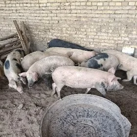 Donuz