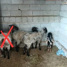 Öý haýwanar