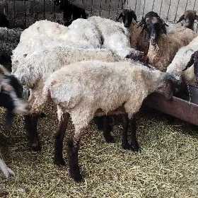 Goýun geçi işşek