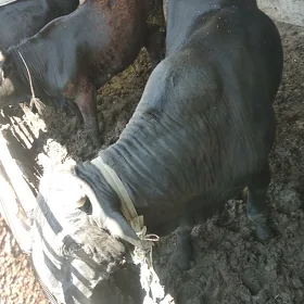 Gökje ökiz 2ikisi biri beŷlki