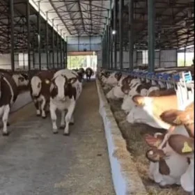 MINI FERMA  IŞÇI GEREK