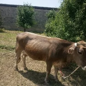 Göleli sygyrlar