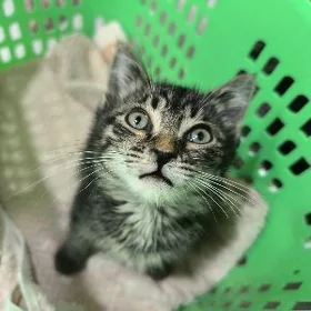pishik/котенок