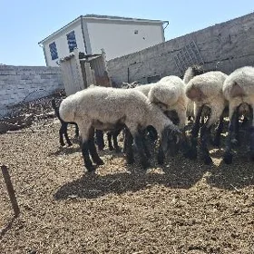 işşek