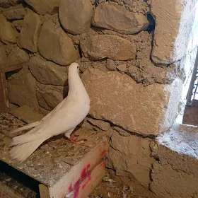 kepderi