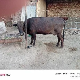Sygyr göleli