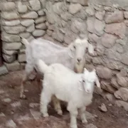 geci
