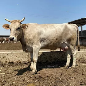 sygyr