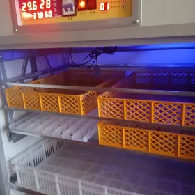 inkubator