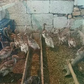 Induk juje